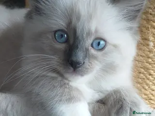 Ragdoll cats Beautiful Ragdoll Kittens - Advert 1