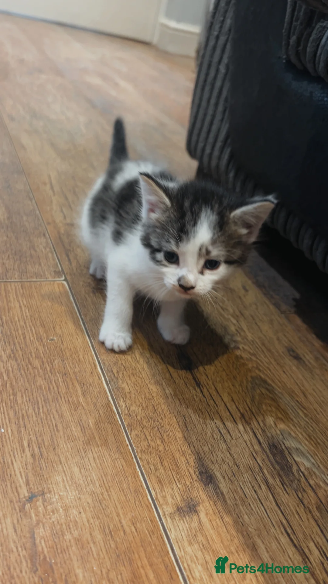 Domestic Shorthair cats for sale: Kittens for sale  - Advert 2
