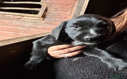 Mixed Breed dogs for sale: Beautiful litter of puppies. Mixed breeds❤️ - Image 10