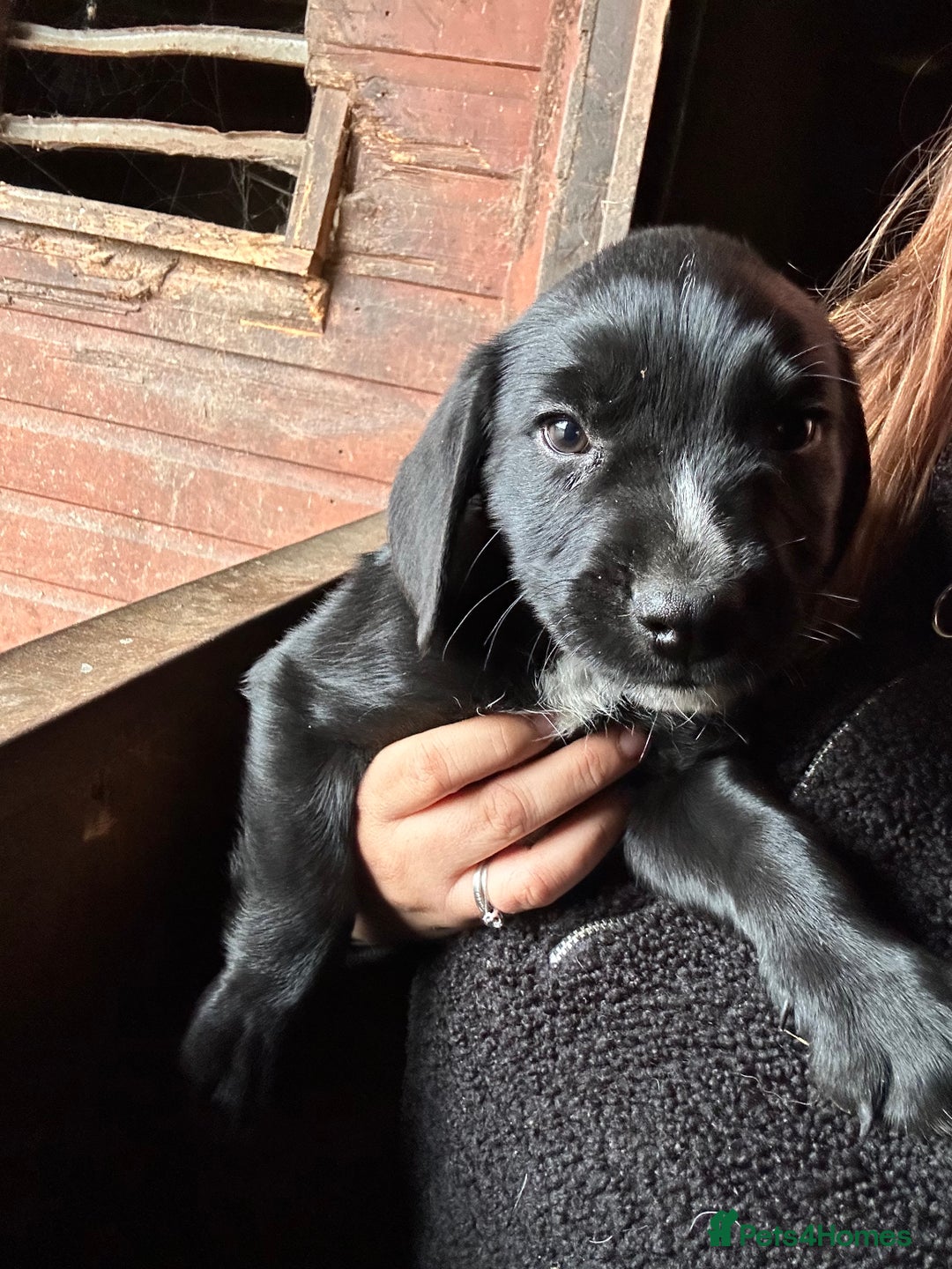 Mixed Breed dogs for sale: Beautiful litter of puppies. Mixed breeds❤️ - Image 10
