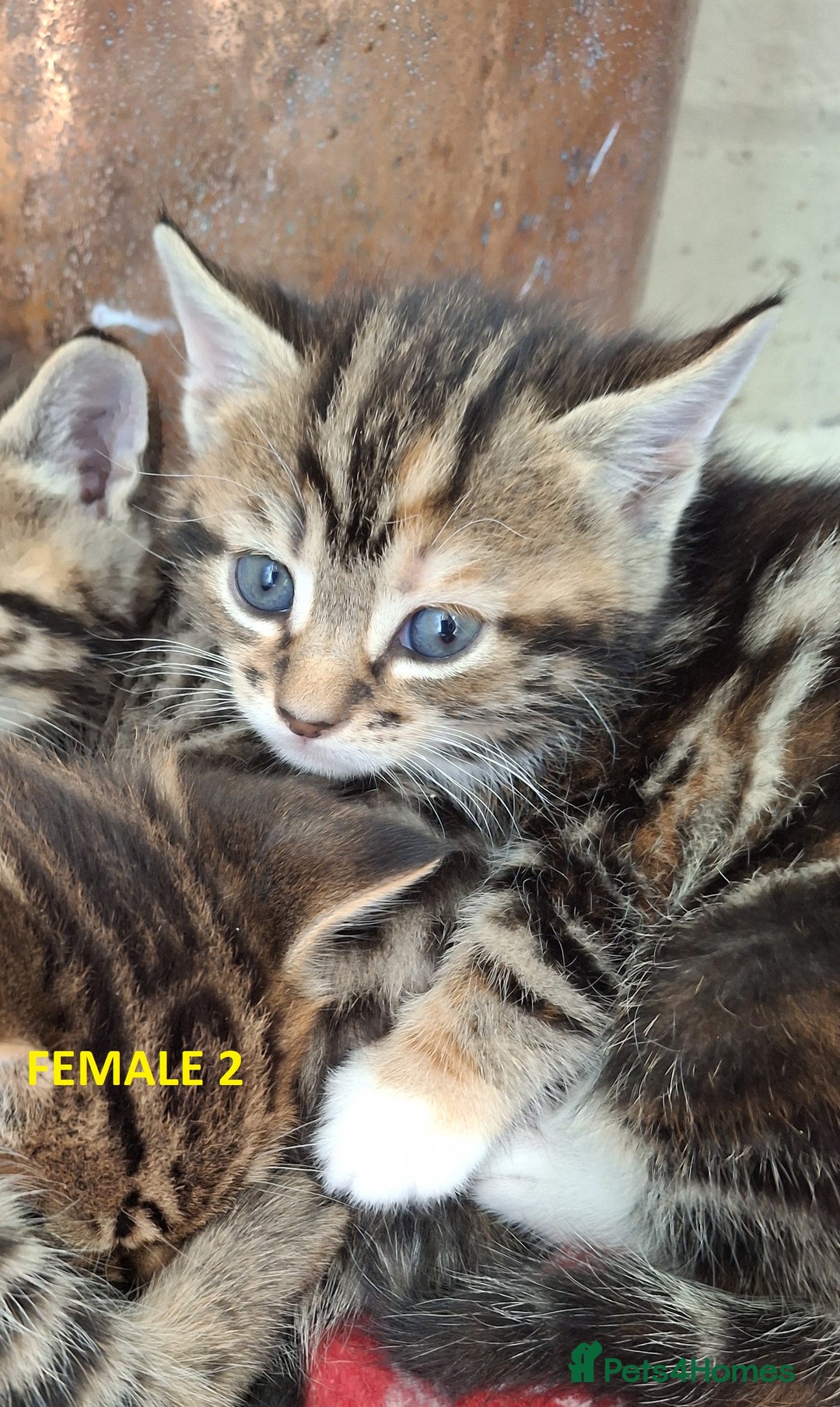 Mixed Breed cats for sale: Maine Coon X Kittens  in Coventry - Image 19