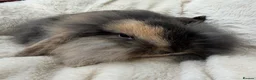 Mini Lop rabbits for sale: Mini lops Ready to go!  in Canterbury - Advert 21