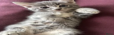 Mittens 