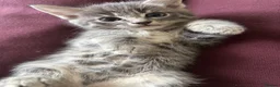 Mixed Breed cats for sale: 4 Beautiful kittens ready for new homes ✨🩷 - Advert 16