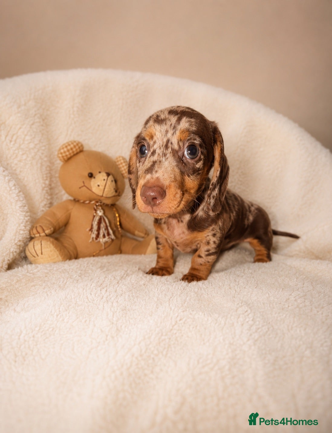 Miniature Dachshund dogs Miniature dachshund  - Advert 4