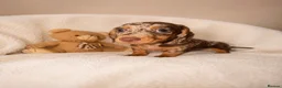 Miniature Dachshund dogs for sale: Miniature dachshund  - Advert 3
