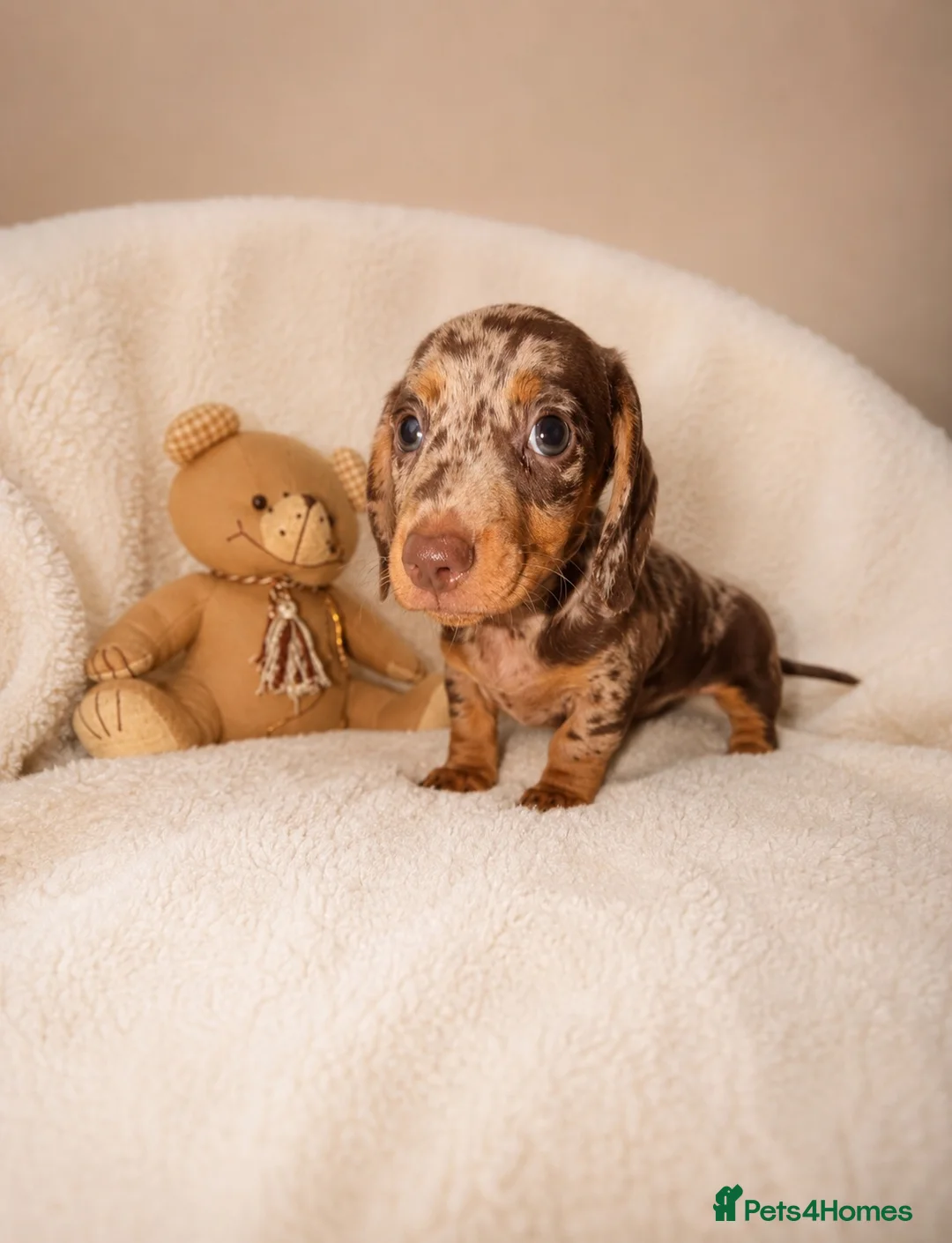 Miniature Dachshund dogs for sale: Miniature dachshund  - Advert 1