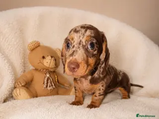 Miniature Dachshund dogs Miniature dachshund - Advert 4