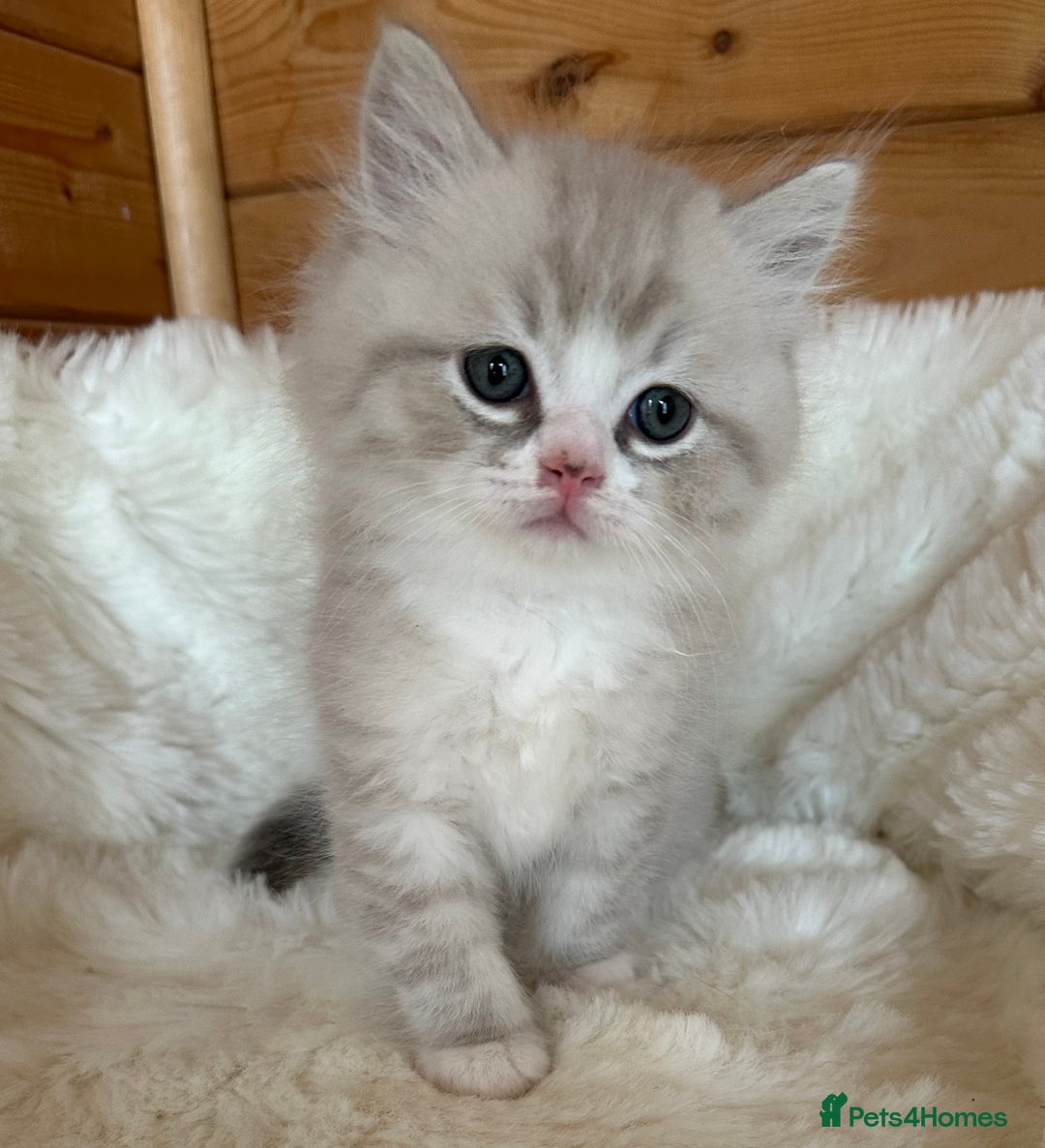 RagaMuffin cats for sale: PEDIGREE RAGAMUFFIN KITTENS RARE - Image 3