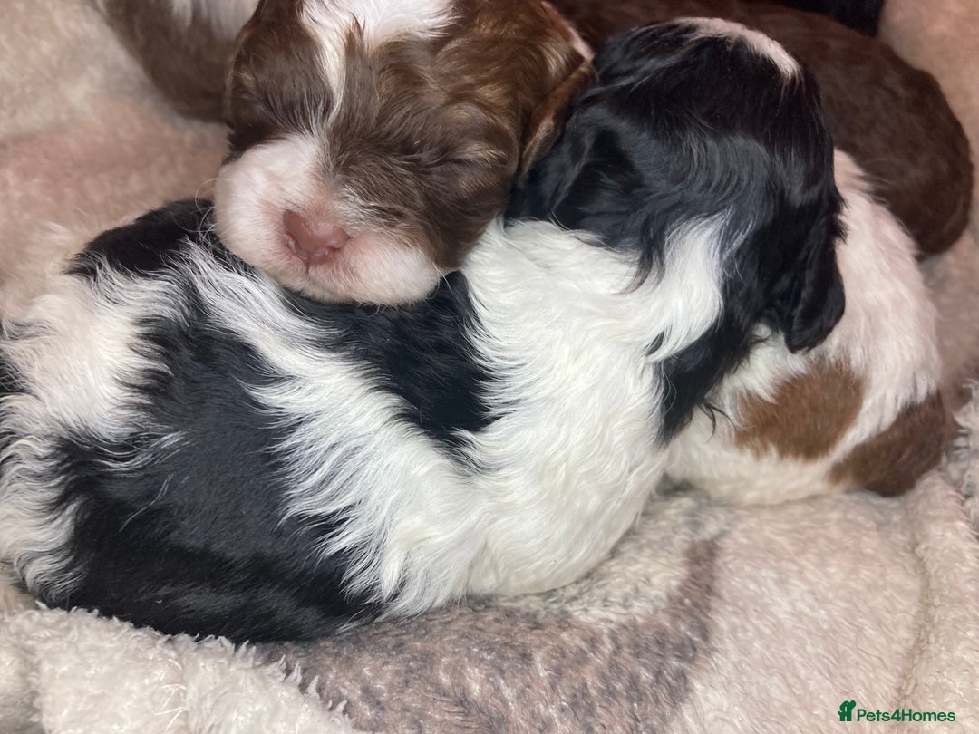Shihpoo dogs for sale: 5 star rated Toy shihpoo puppies - Image 36