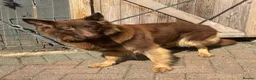 German Shepherd dogs for sale: CHOCOLATE AND TAN LONG COATED GERMAN SHEPARDS  in West Malling - Advert 40