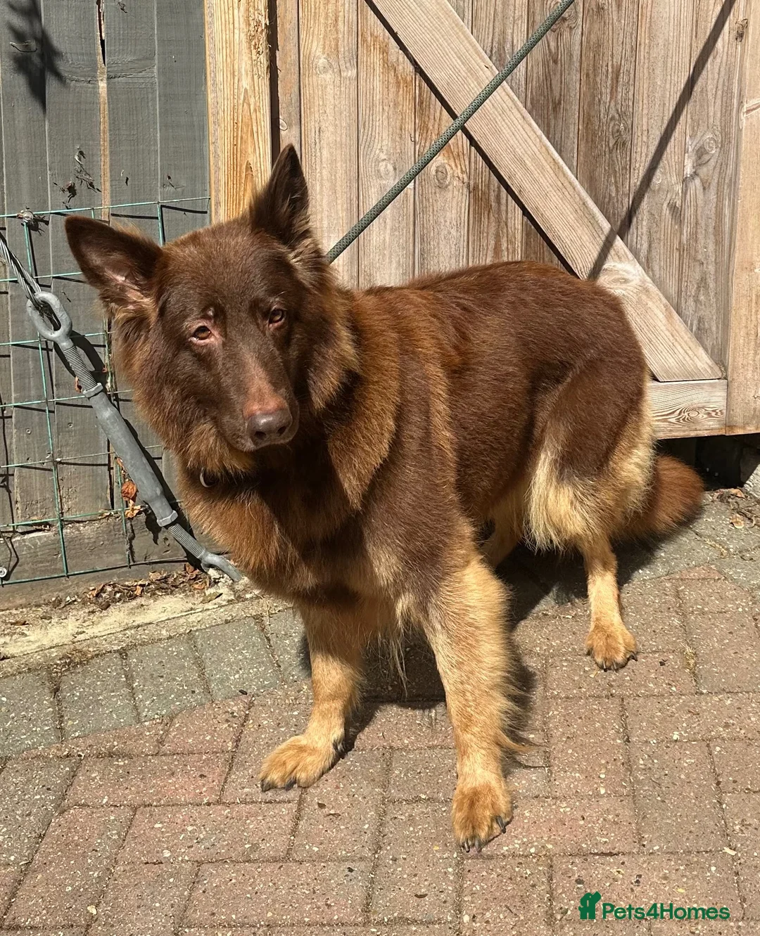 German Shepherd dogs for sale: CHOCOLATE AND TAN LONG COATED GERMAN SHEPARDS  in West Malling - Advert 40