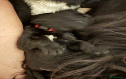Newfoundland dogs for sale: KC registered Newfoundland Puppies. Health tested - Image 11