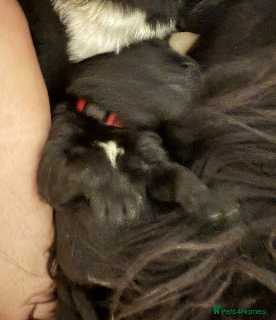 Newfoundland dogs for sale: KC registered Newfoundland Puppies. Health tested - Image 11