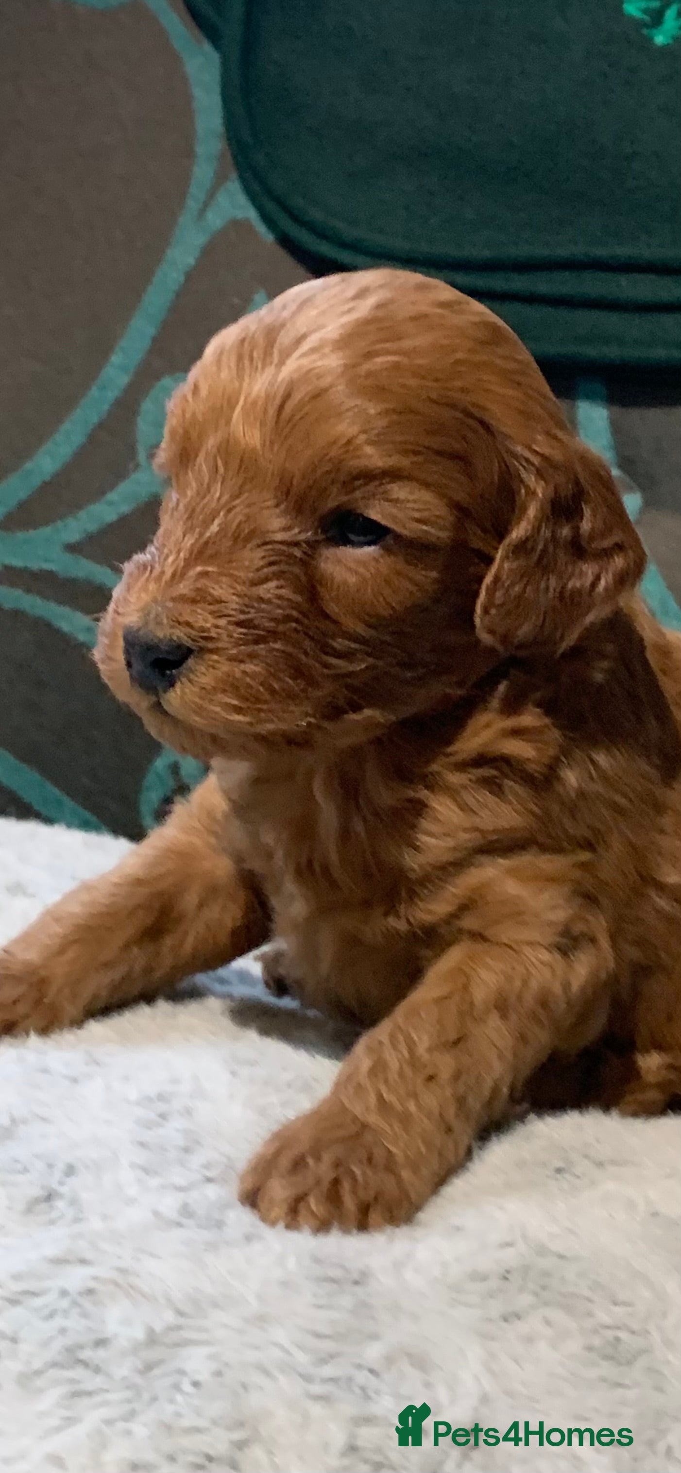 Cockapoo dogs beautifull f1b toy cockerpoos  1 boy available - Advert 6