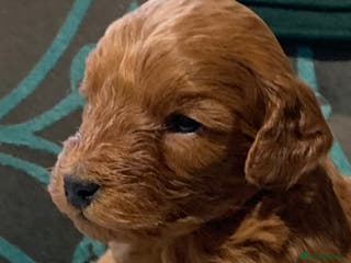 Cockapoo dogs beautifull f1b toy cockerpoos 1 boy available - Advert 6