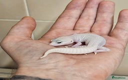Leopard Gecko reptiles for sale: Home bred leopard geckos  - Image 10