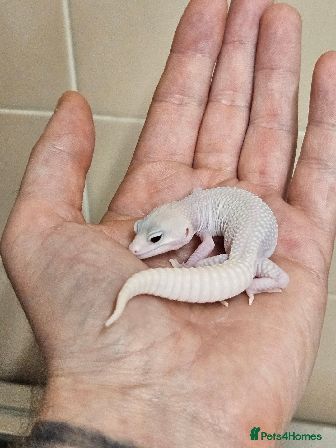 Leopard Gecko reptiles for sale: Home bred leopard geckos  - Image 10