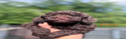 Cockapoo dogs for sale:  Absolutely stunning  F1b chocolate cockapoos  in Peterborough - Advert 16