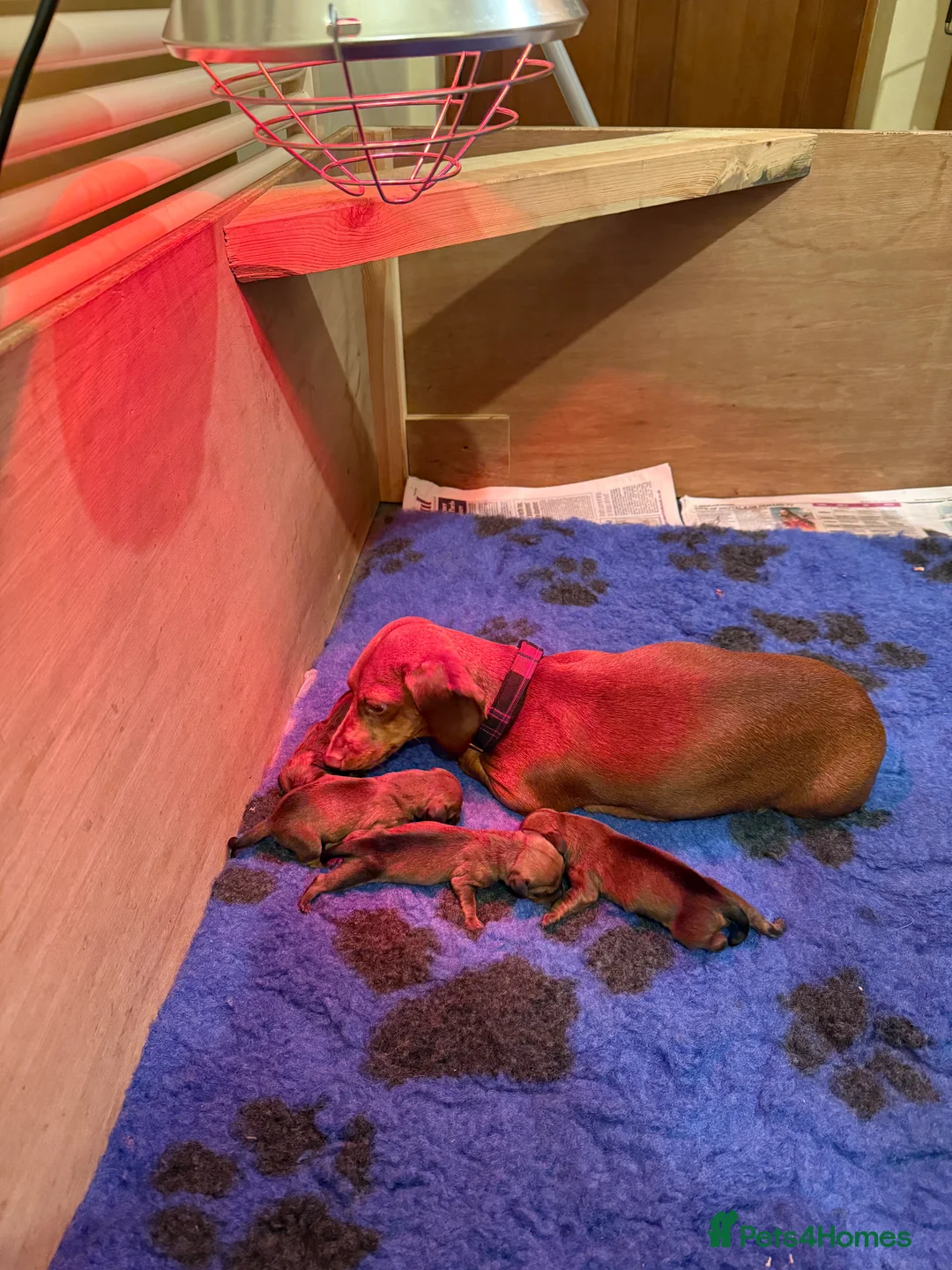 Miniature Dachshund dogs for sale: Miniature dachshund puppies - Advert 6