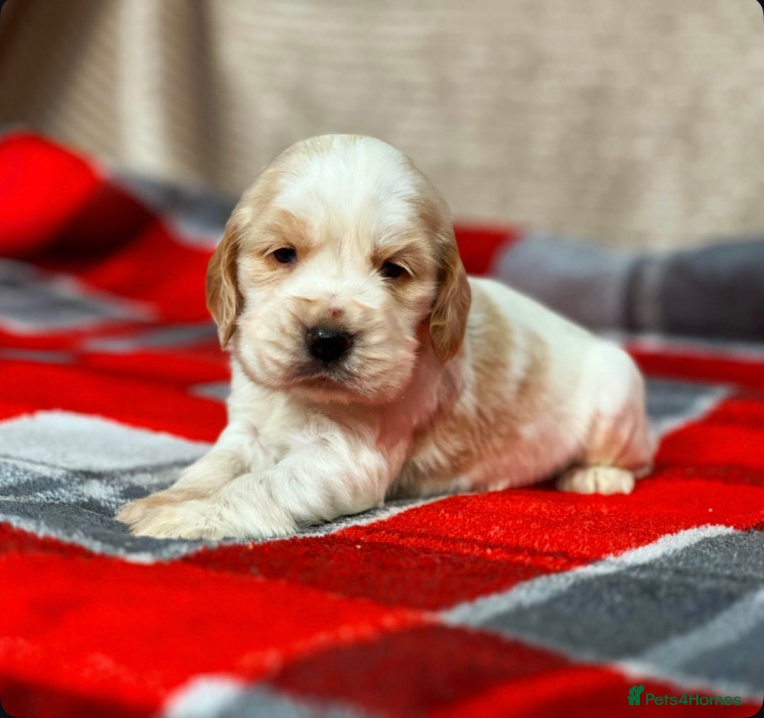 Cocker Spaniel dogs for sale: SHOW TYPE COCKER SPANIEL PUPPIES  - Advert 13