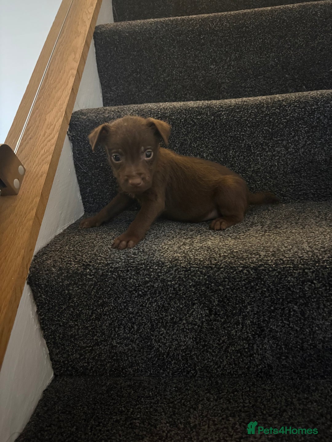 Patterdale Terrier dogs for sale: Patterdale Terrier pups  - Advert 5