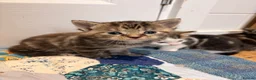 Mixed Breed cats for sale: Fluffy kittens 2x girls and 2x boys  - Advert 1
