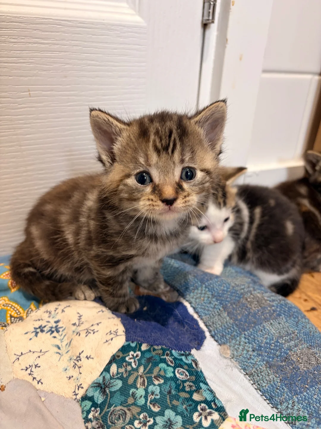 Mixed Breed cats for sale: Fluffy kittens 2x girls and 2x boys  - Advert 1
