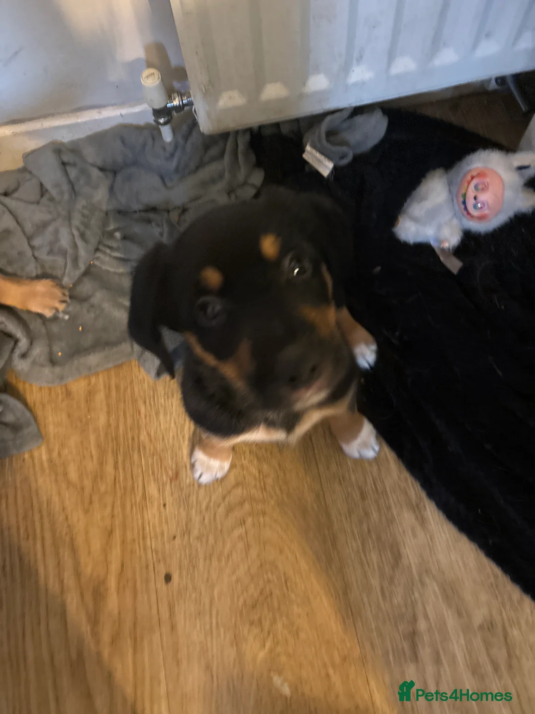 Mixed Breed dogs for sale: Collie x New Zealand hunt away  - Advert 12