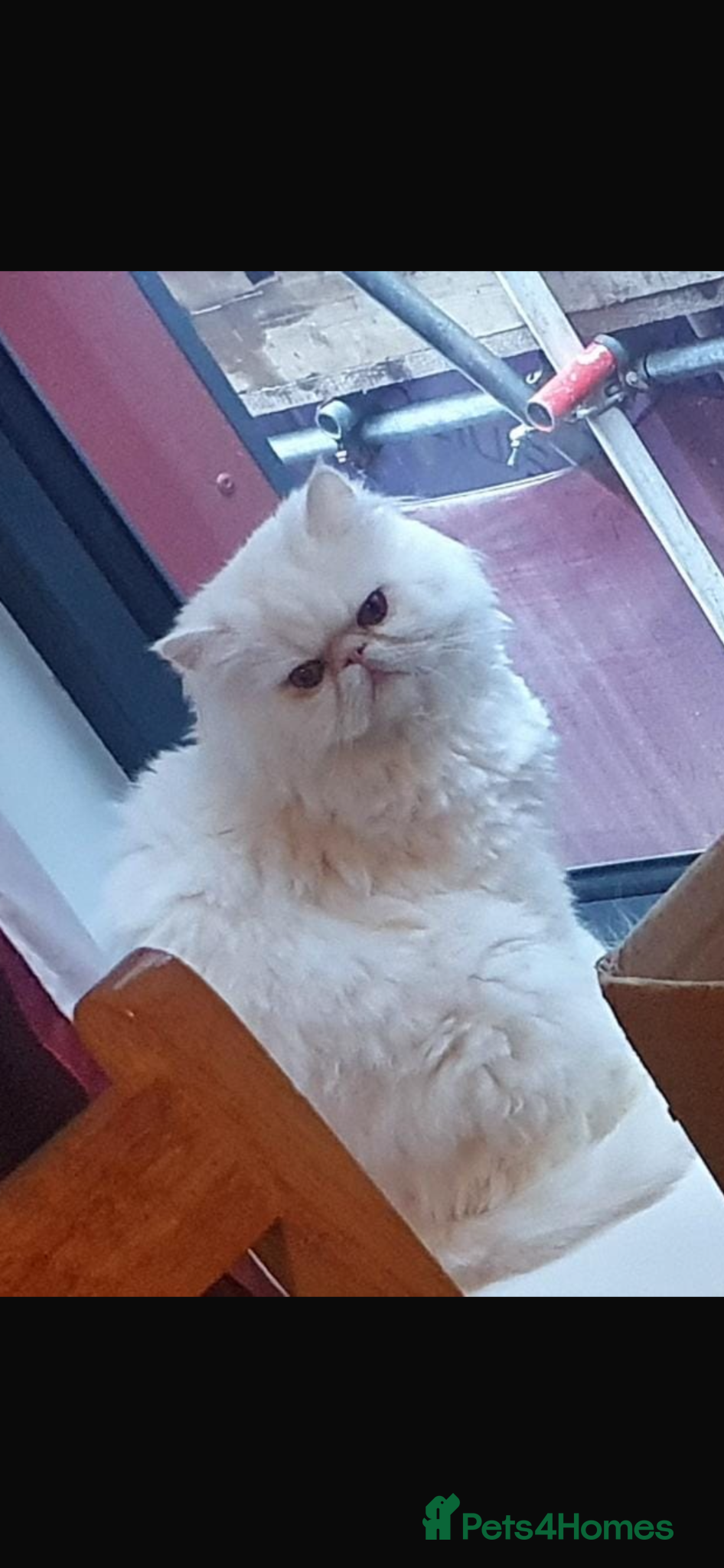 Persian cats for sale: Betty looking for new home - Advert 1