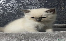 Ragdoll cats for sale: Kittens for sale  - Image 2