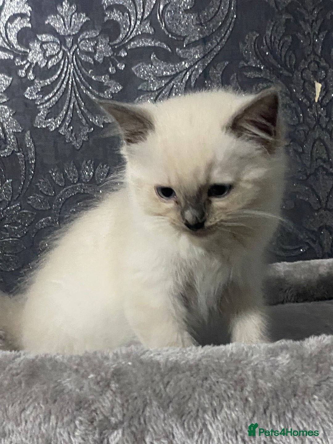 Ragdoll cats for sale: Kittens for sale  - Image 2