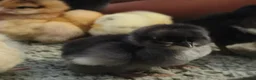 Chickens poultry for sale: Beautiful Home-Hatched Hybrid Chicks–Mixed Colours - Advert 7