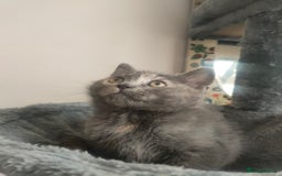 Ragdoll cats for sale: Beautifully half ragdoll kittens  - Image 10