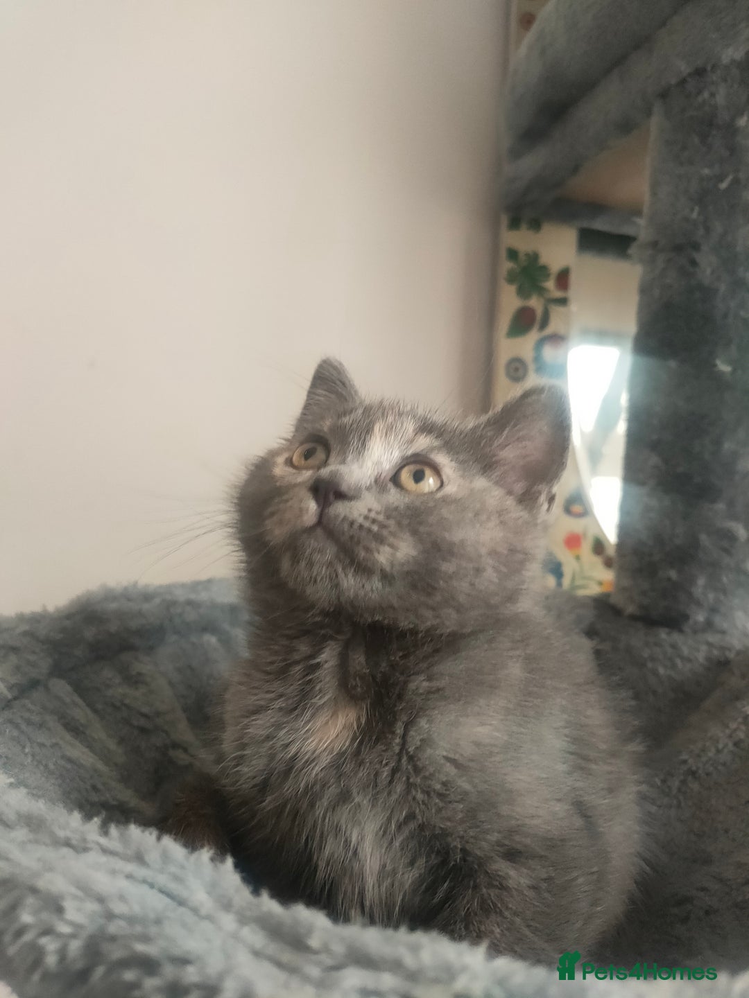 Ragdoll cats for sale: Beautifully half ragdoll kittens  - Image 10