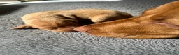Hungarian Vizsla dogs for sale: 5 handsome hungarian vizsla puppies for sale - Advert 32
