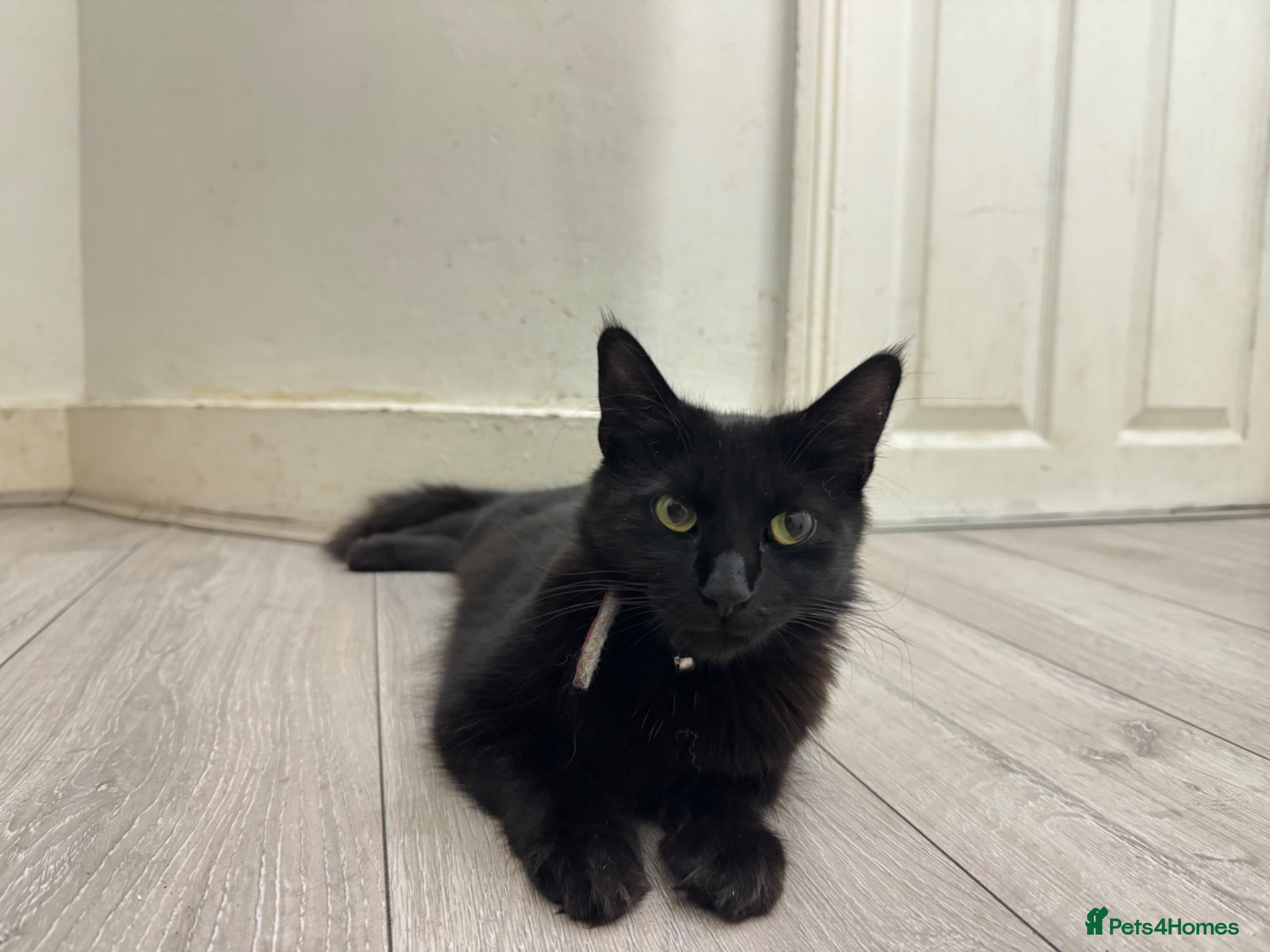 Domestic Shorthair cats Black and Tuxedo Kittens - Advert 3