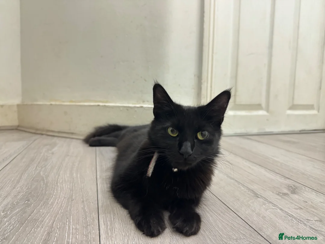 Domestic Shorthair cats for sale: Black and Tuxedo Kittens in London - Advert 1