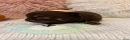 Chihuahua dogs for sale: BEAUTIFUL TINY CHOCOLATE BOYS - Advert 2