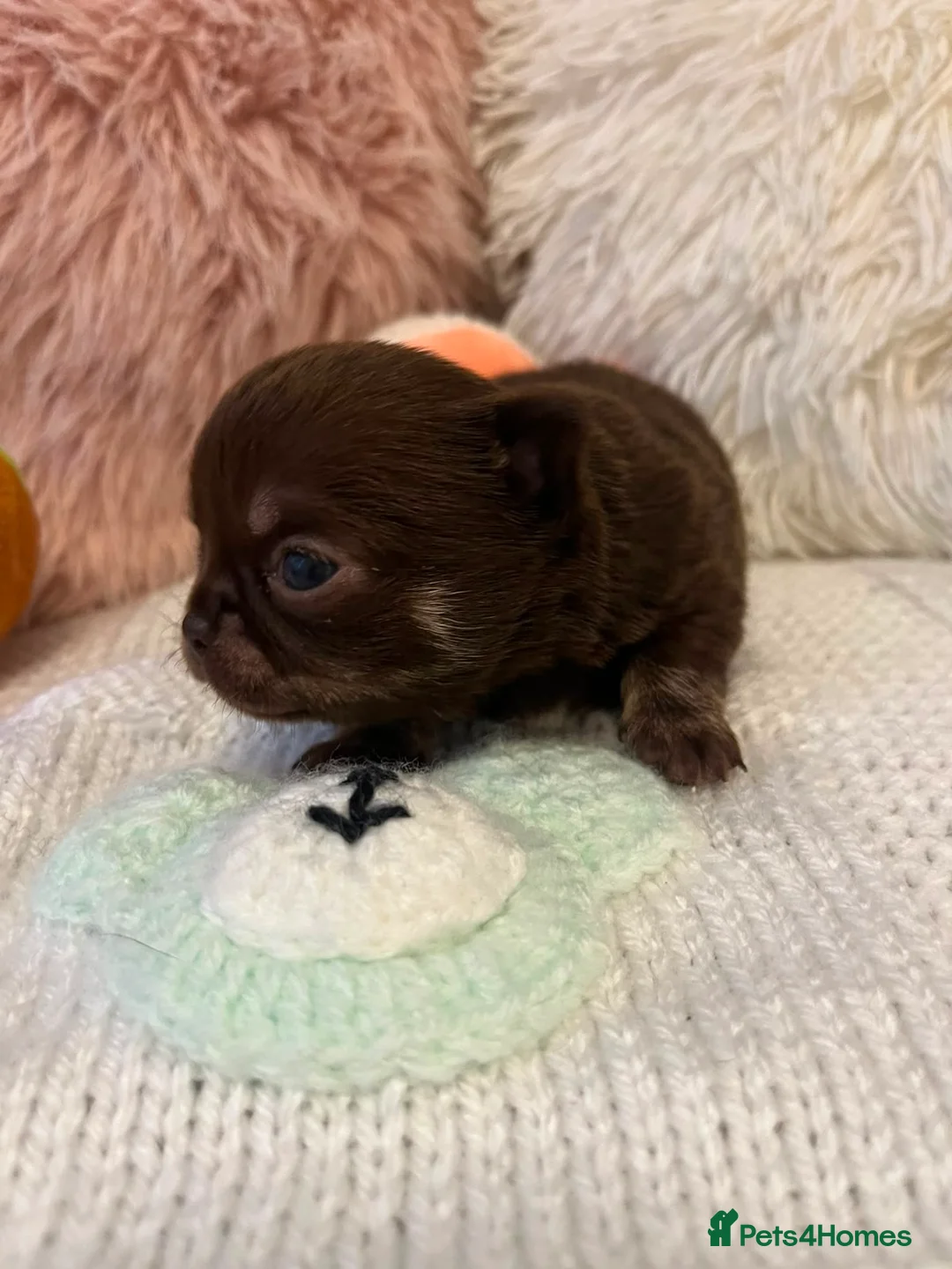 Chihuahua dogs for sale: BEAUTIFUL TINY CHOCOLATE BOYS - Advert 2