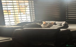 Domestic Shorthair cats for sale: 2 Beautiful Indoor Cats (Potential outdoors to) - Image 6