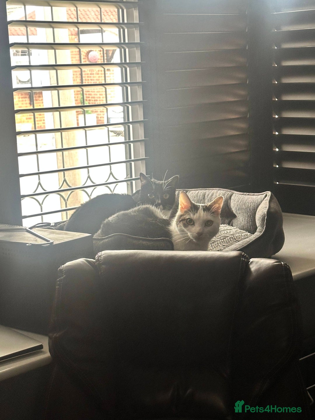 Domestic Shorthair cats for sale: 2 Beautiful Indoor Cats (Potential outdoors to) - Image 6