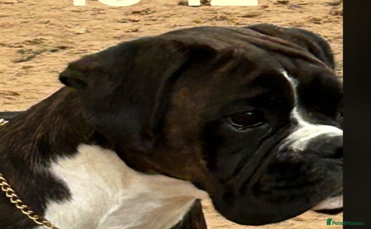 Boxer dogs - Advert 7