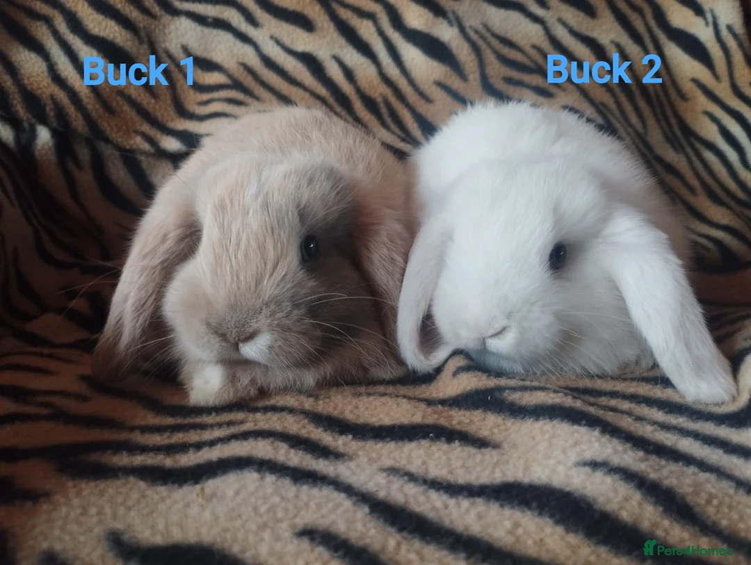 Mini Lop rabbits for sale: Four Beautiful Mini Lops available for deposits 🥰 - Advert 1
