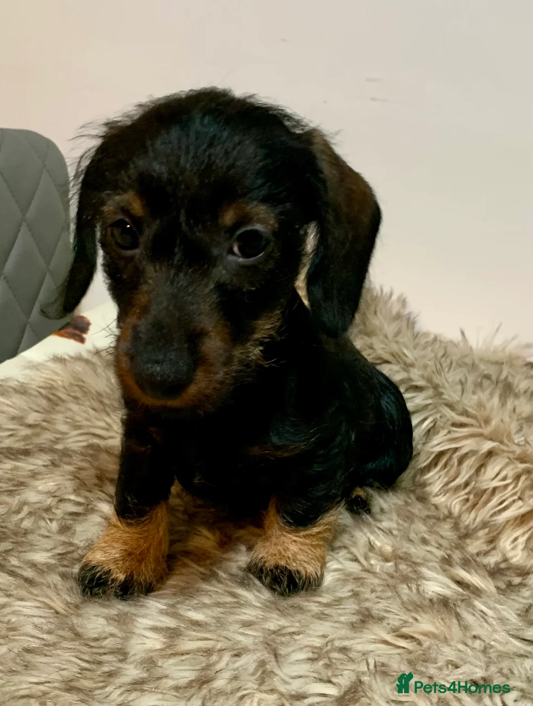 Miniature Dachshund dogs for sale: Miniature wirehaired daschunds - Advert 2