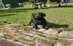 Labrador Retriever dogs for sale: KC Registered Labrador puppies  - Image 35