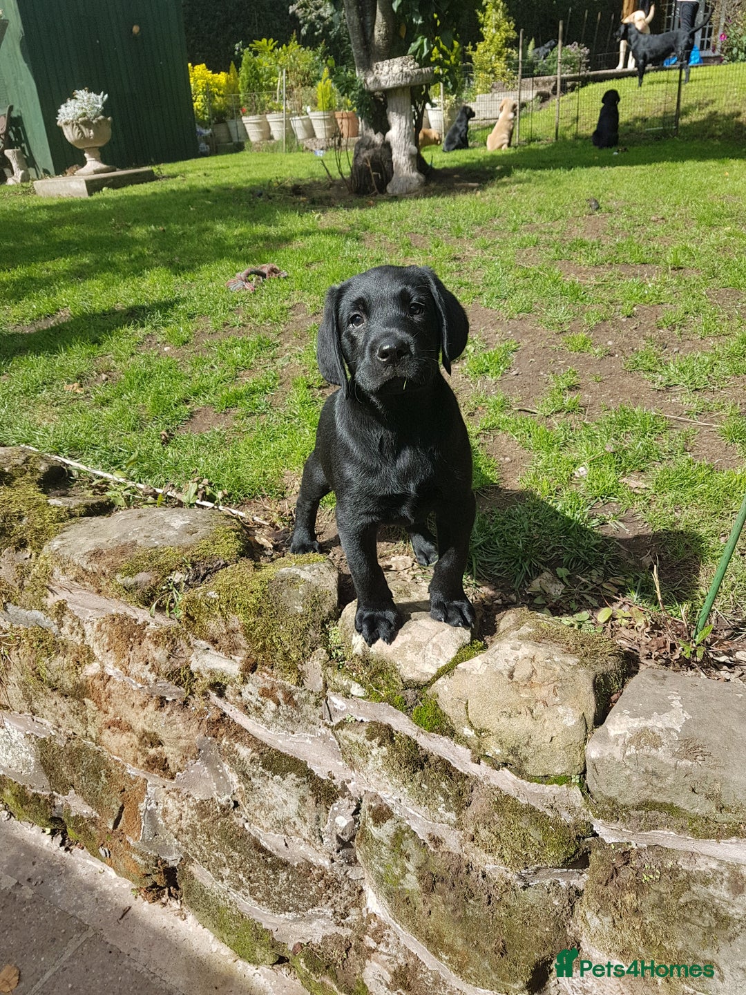 Labrador Retriever dogs for sale: KC Registered Labrador puppies  - Image 35