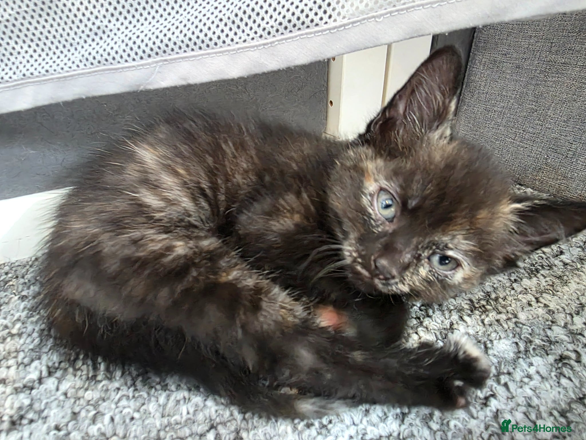 Mixed Breed cats Female tortie - Advert 2
