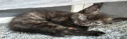 Mixed Breed cats for sale: Female tortie - Advert 1