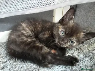 Mixed Breed cats Female tortie - Advert 1